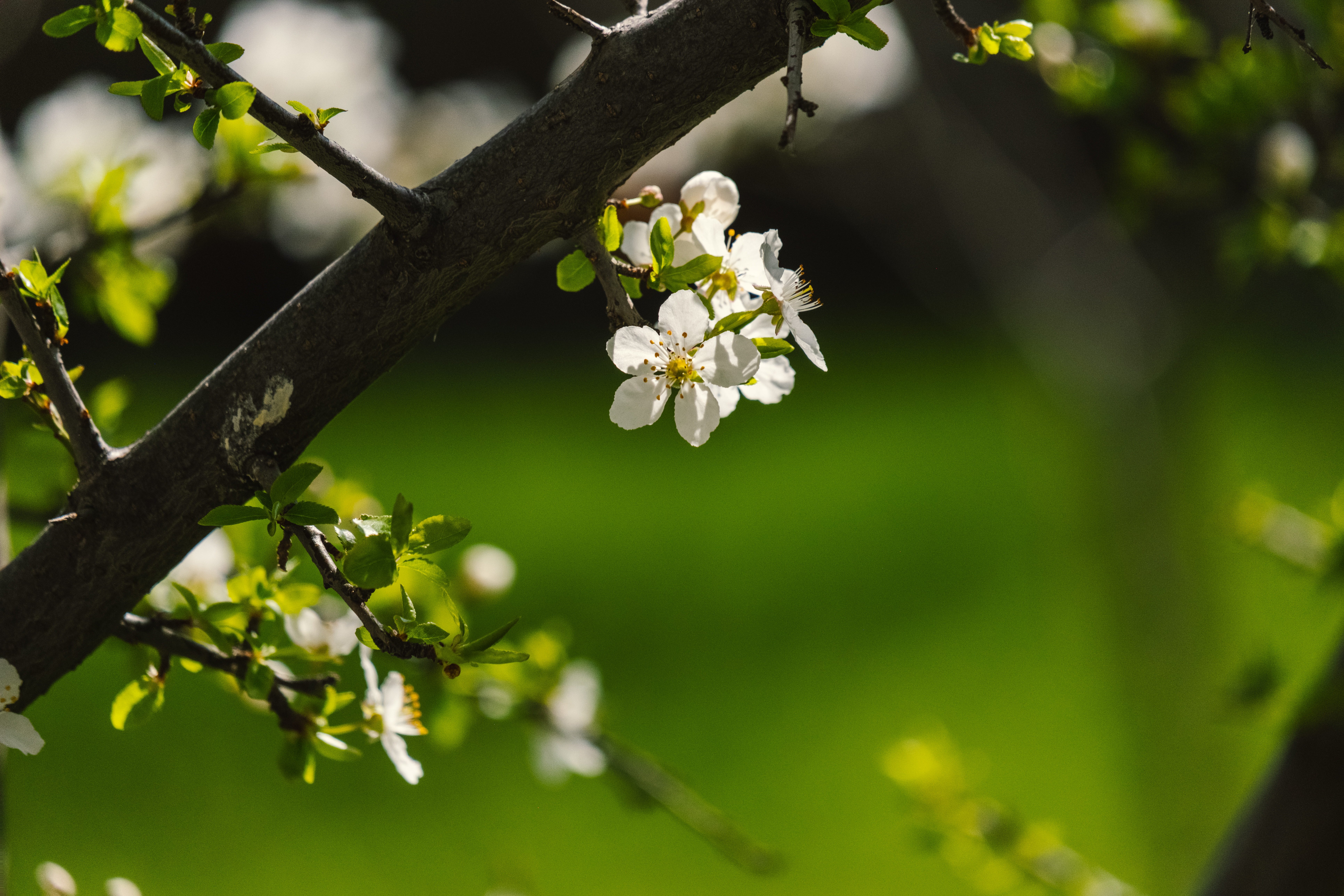Spring Radiance